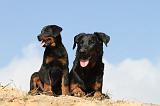 BEAUCERON - ADULTS and PUPPIES 019